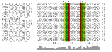 Updated alignment of structure motif no. 17