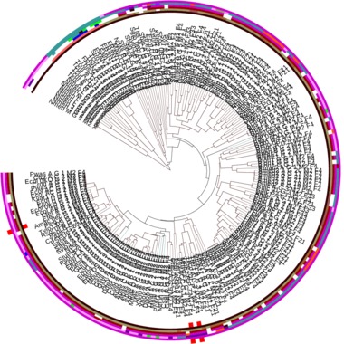 Subtree of structure motif no. 2