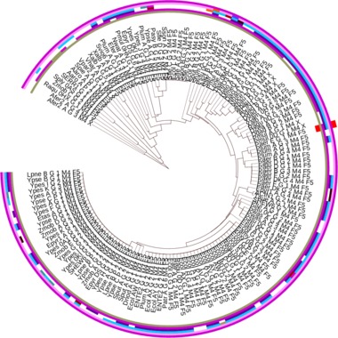 Subtree of structure motif no. 4